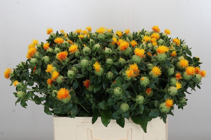 <h4>Carthamus Oranje</h4>