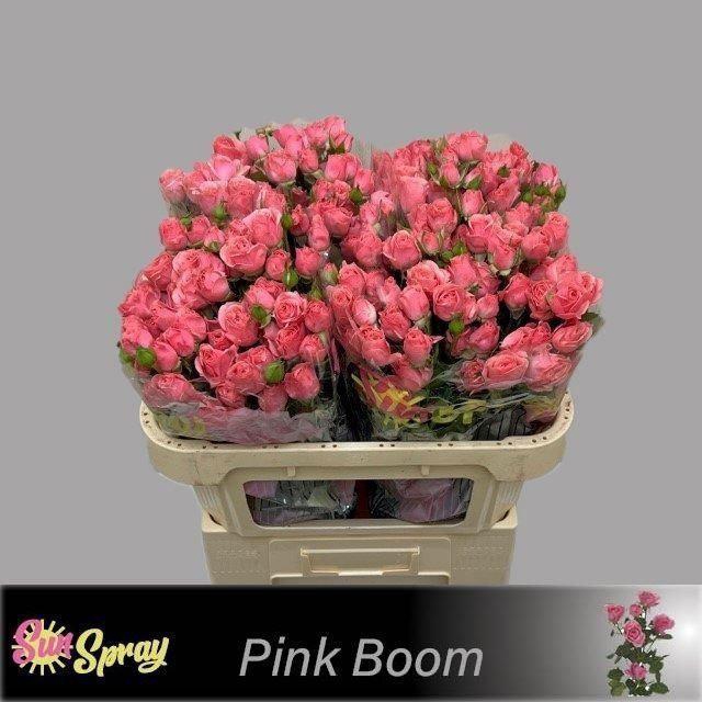 <h4>ROSA TR 'ONE TOP'</h4>