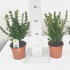 Buxus sempervirens 20-25cm struik