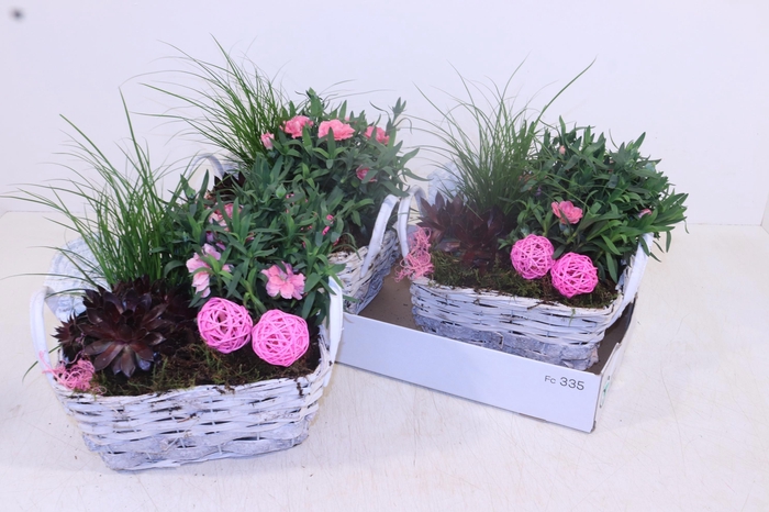 <h4>ARR TUINPLANTEN</h4>