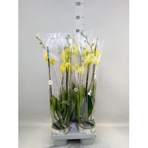 Phalaenopsis 'Ant Savona'