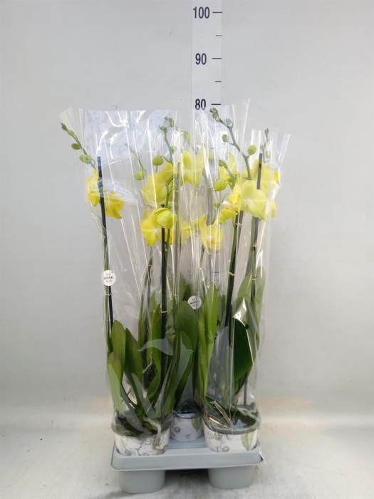 <h4>Phalaenopsis 'Ant Savona'</h4>