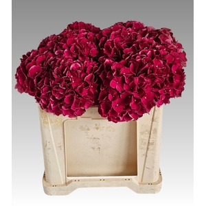 HYDR M MAG PINK RUBY
