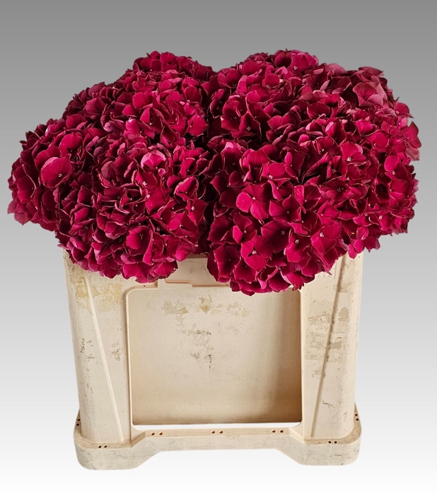 <h4>HYDR M MAG PINK RUBY</h4>