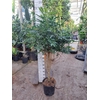 Schefflera Compacta