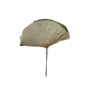 Dried Lotus Leaf On Stem 5pcs Bunch