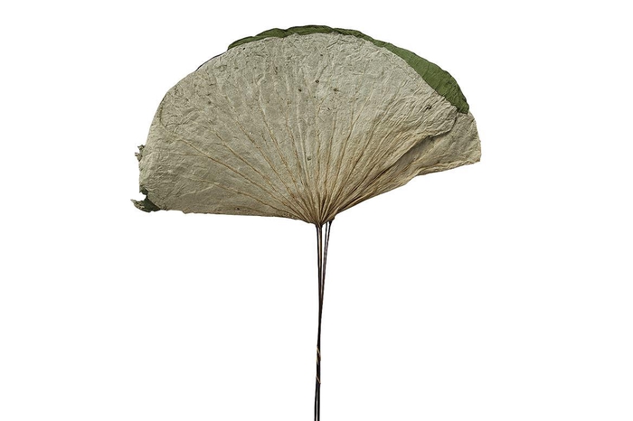 <h4>Dried Lotus Leaf On Stem 5pcs Bunch</h4>