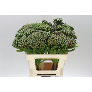 Kaaps Brunia Albiflora