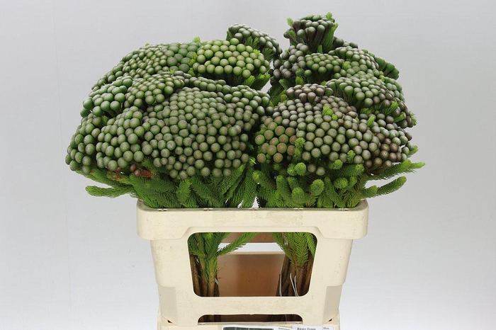 <h4>Kaaps Brunia Albiflora</h4>