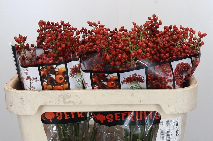 <h4>ROSA AUT ROSEFRUITS</h4>