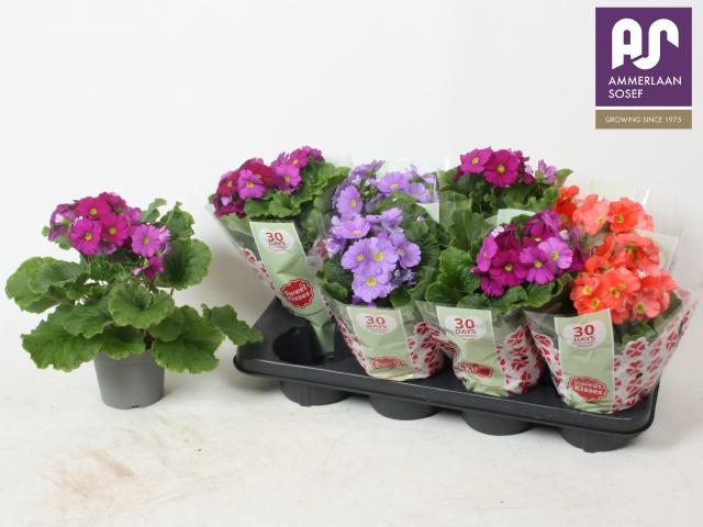 <h4>PRIM OB TM GEM</h4>