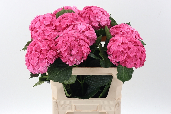 <h4>Hydrangea royal anastasia</h4>