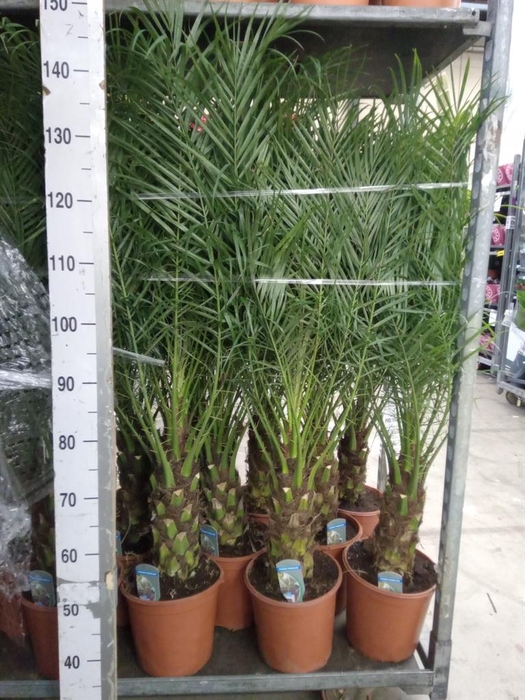 <h4>Phoenix roebelenii</h4>