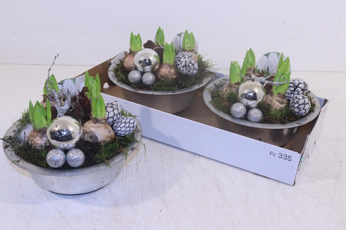 <h4>Arr Hyacinth</h4>