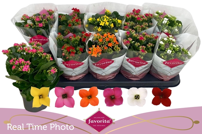 <h4>KAL EN GEM 6 KL</h4>