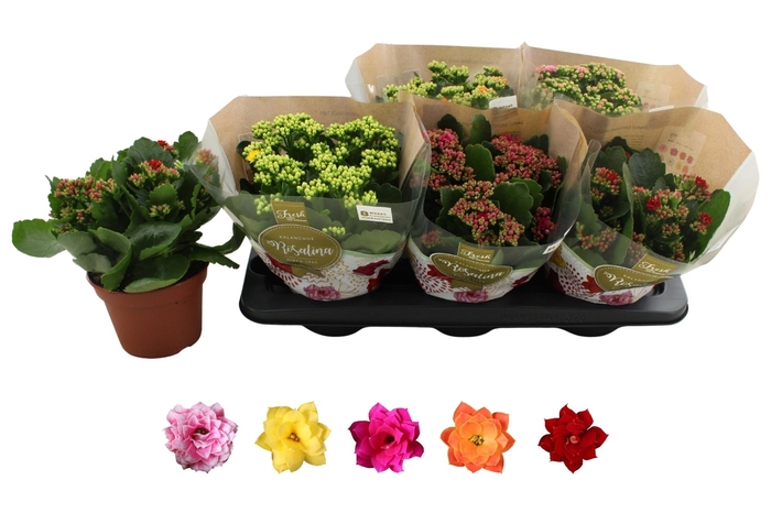 <h4>KAL GE RO GEM 5 KL</h4>