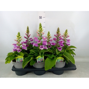 Digitalis purp.