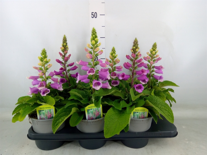 <h4>Digitalis purp.</h4>