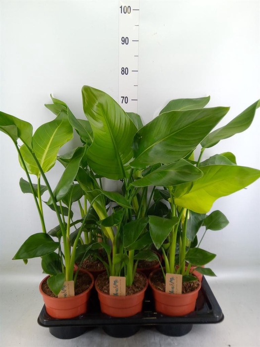 <h4>Strelitzia nicolai</h4>