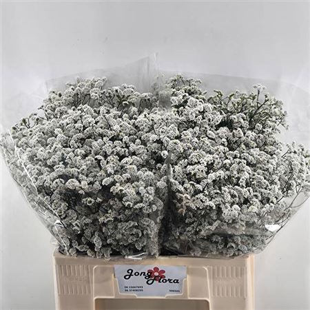 <h4>Lim Sin Moun Diamond</h4>