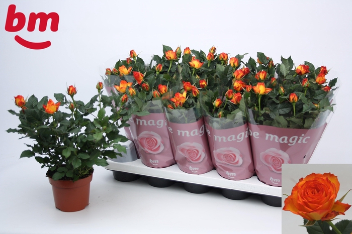 <h4>RO ESTORIL B MONDE</h4>