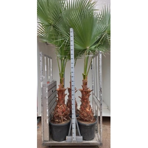 WASHINGTONIA FILIFER