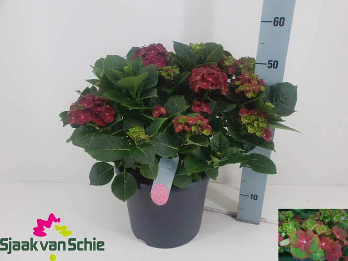 <h4>HYDR M HI ROAD</h4>