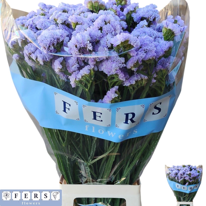 <h4>LIM S MERMAID WINGS</h4>