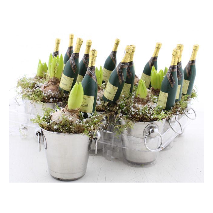 <h4>Arr Hyacinth</h4>