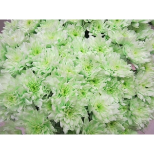 Chr T Euro Sweet Groen