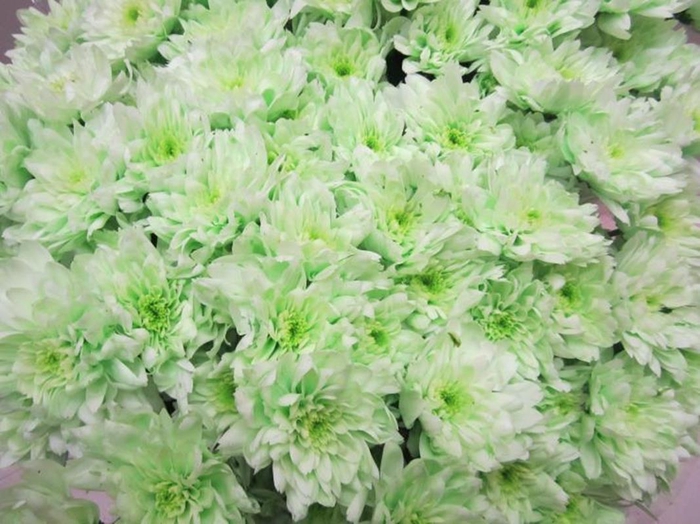 <h4>Chr T Euro Sweet Groen</h4>