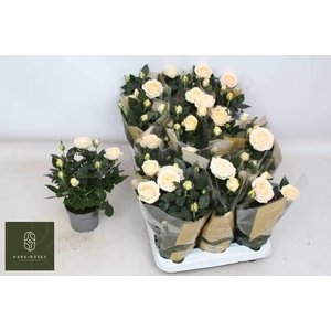 RO BELAMI KORDANA GR