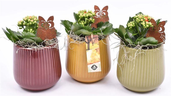 <h4>Keramiek pot kl.mix 10cm</h4>