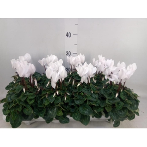 Cyclamen MD 'Allure'