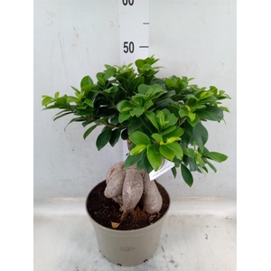 Ficus microcarpa 'Ginseng'