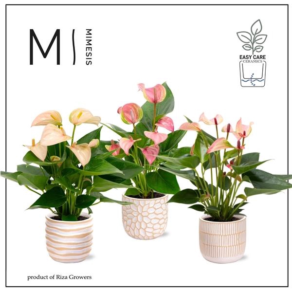 <h4>Mimesis Anthurium KARMA Mix - Sundance mix</h4>