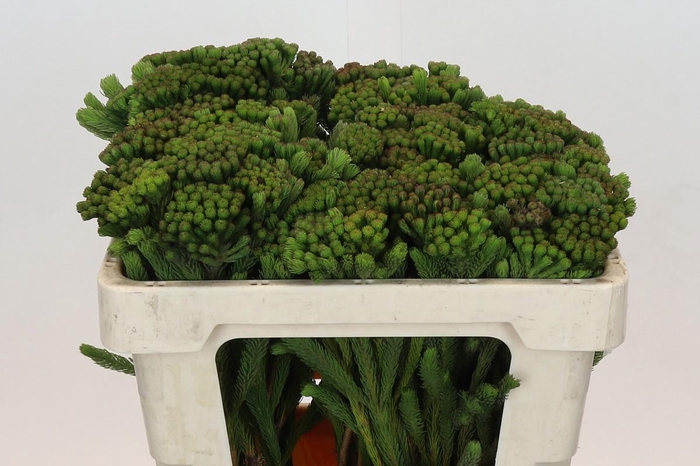 <h4>BRUN ALBIFLORA</h4>