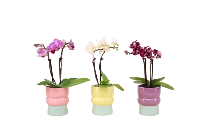 <h4>Nova Mix Tiny Dolls Mix 2T10+ Aqu@</h4>