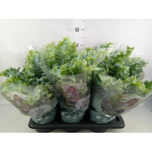 Phlebodium aureum 'Davana'