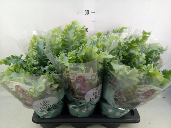 <h4>Phlebodium aureum 'Davana'</h4>