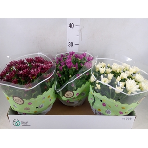 Chrysanthemum   ..mix 5