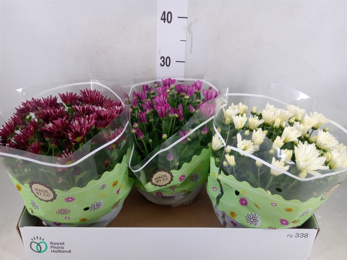 <h4>Chrysanthemum   ..mix 5</h4>