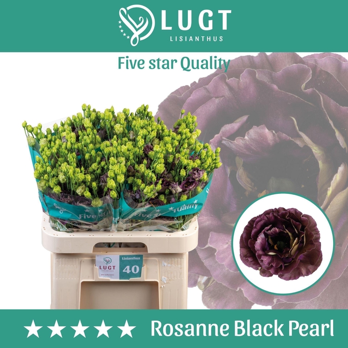 <h4>EUSTOMA RUSS. DU 'ROSANNE BL PEARL'</h4>