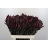 Leucadendron Saf Sunset Dark R.