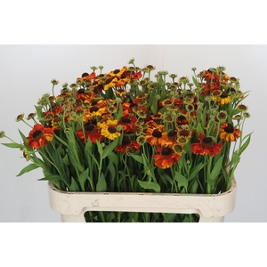Helenium Autumn Flirt