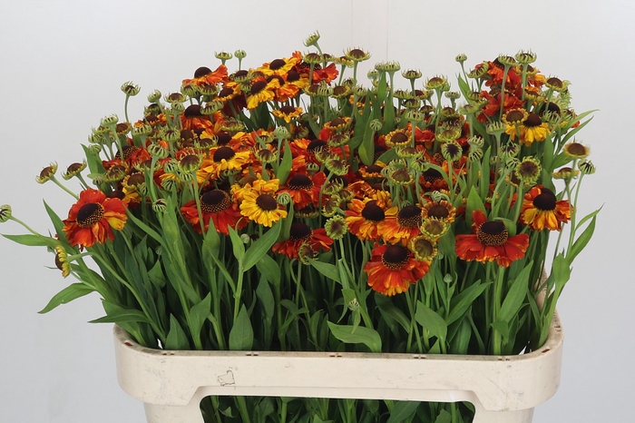 <h4>Helenium Autumn Flirt</h4>