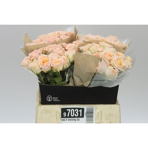 Rosa Tr Morning Star