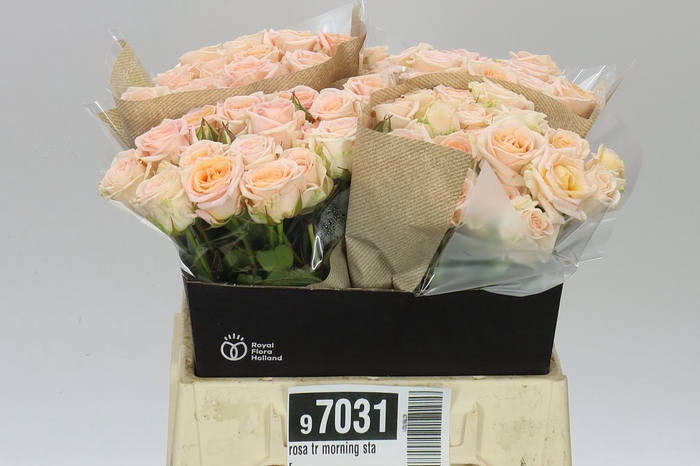 <h4>Rosa Tr Morning Star</h4>