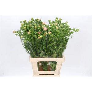 RAN BUTTERFL ARIADNE