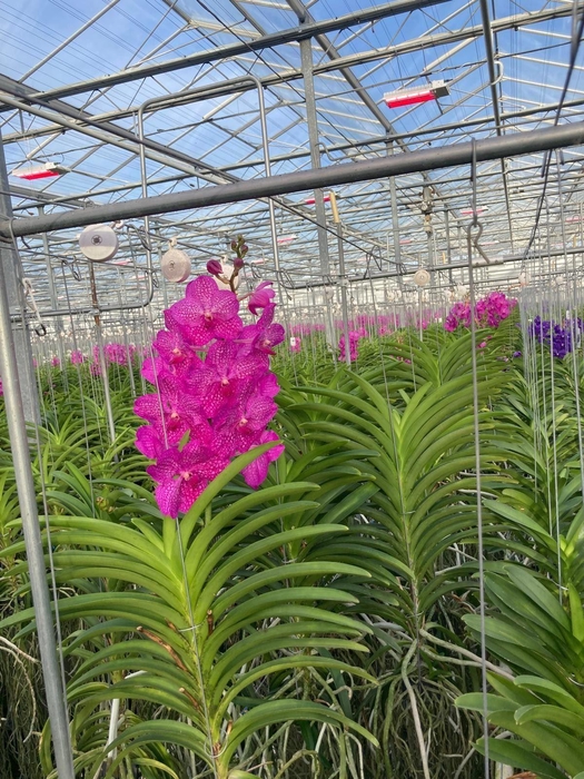 Vanda hybrids